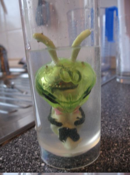 Alienzucht
