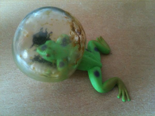 Blasenfrosch