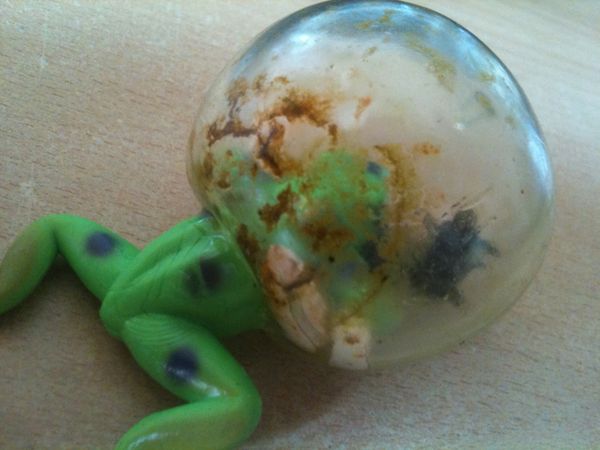 Blasenfrosch