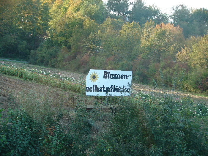 Blumenselbstpflücke