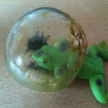 Blasenfrosch
