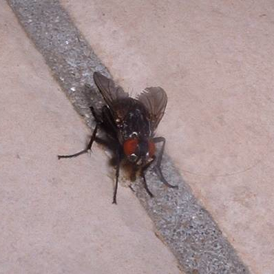 Die Faulste Fliege
