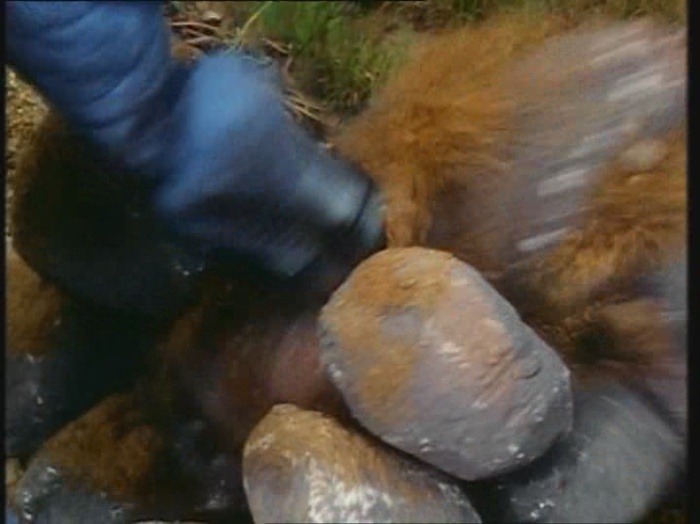 Power Rangers Monster - S01E33 - Fangzahn Power Rangers Monster - S01E33 - Fangzahn